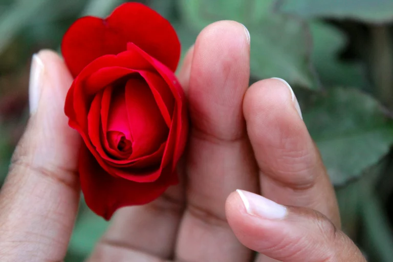 vaginoplasty vs labiaplasty